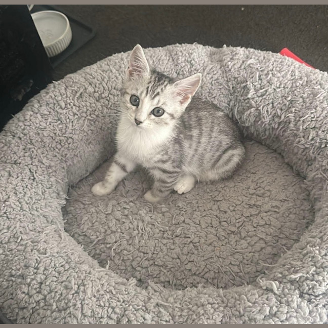 Photo of Blossom & Honeybun 