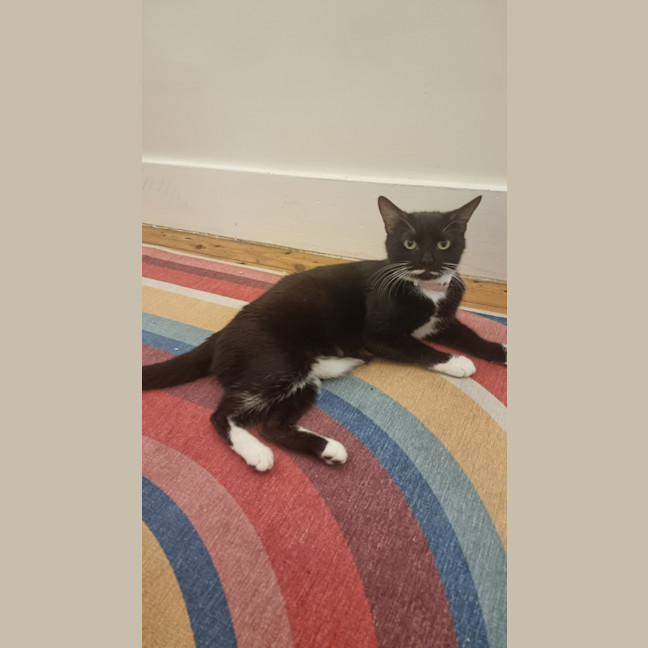 Photo of Muffin