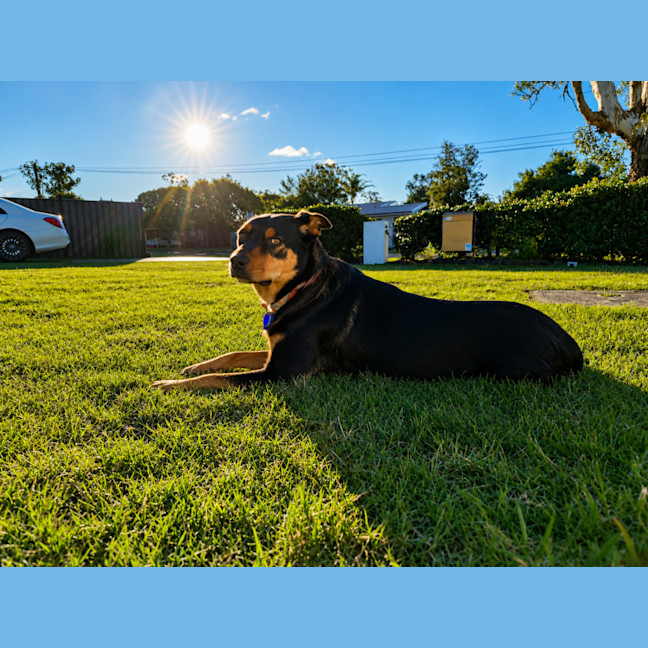 Photo of Rusty   1.5 Year Old Kelpie