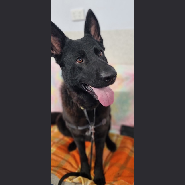 Photo of Ebony