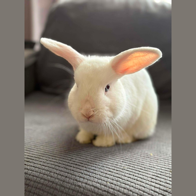 Photo of Kiwi