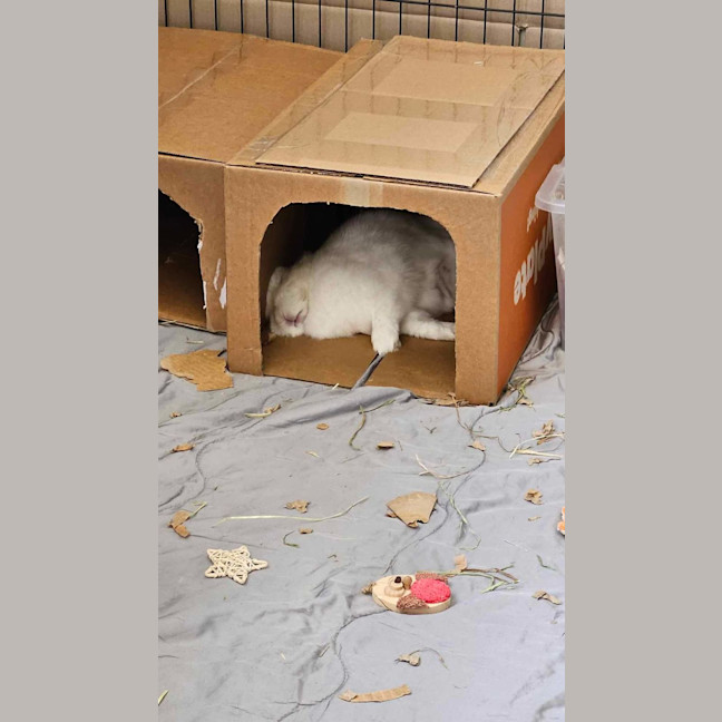 Photo of Fluffball Mc Gee