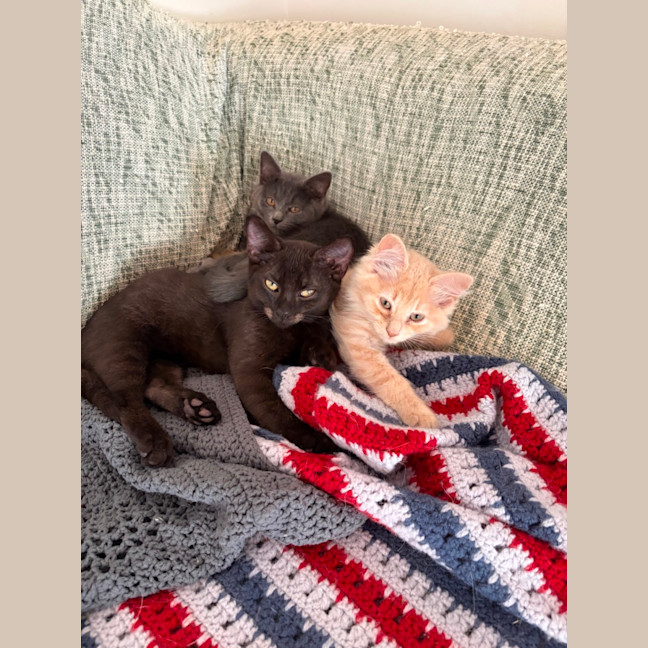 Photo of Comet, Mouse, Salem, Fox, Astro And Sunny