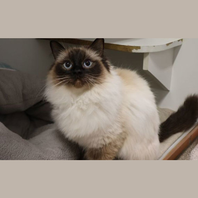 Photo of Layla
