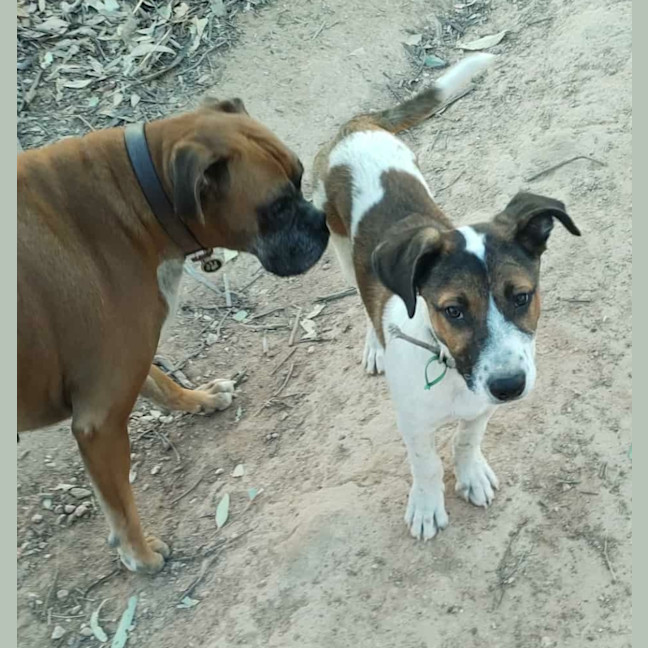 Photo of Tommy & Pickles