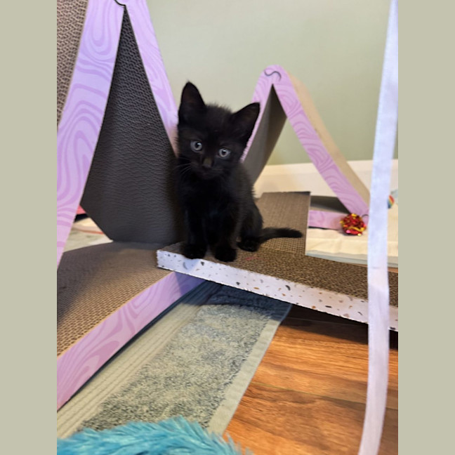 Photo of Atlas