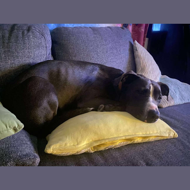 Photo of Sky   14 Month Old Staffy X