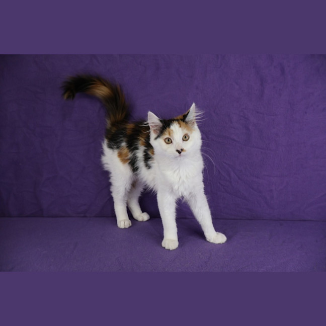 Photo of Princess Scraggledragon