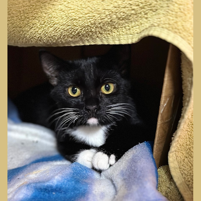 Photo of Rocket