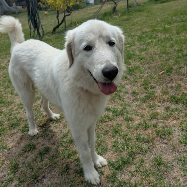 Photo of Bonnie