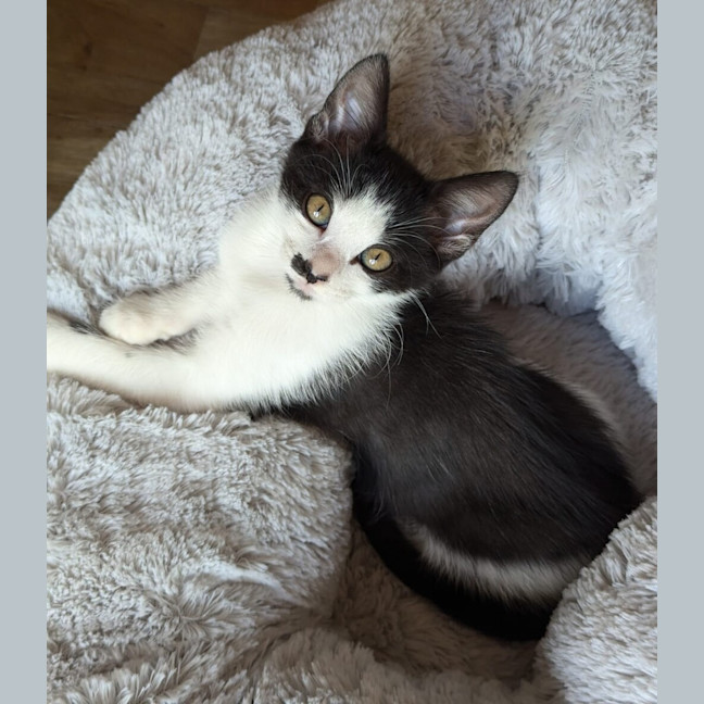 Photo of Zelda