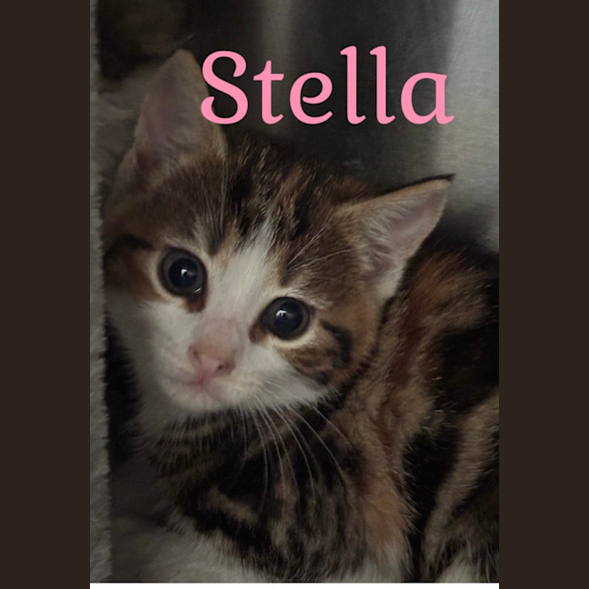Photo of Stella