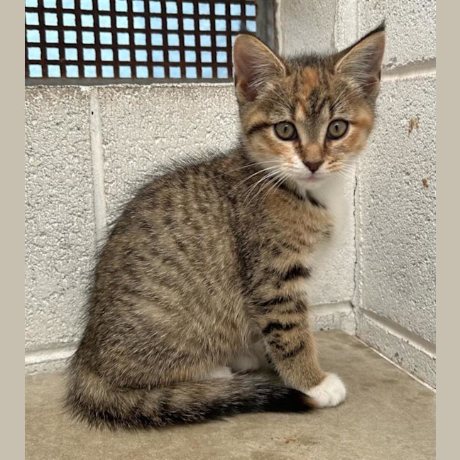 Photo of Marshmallow