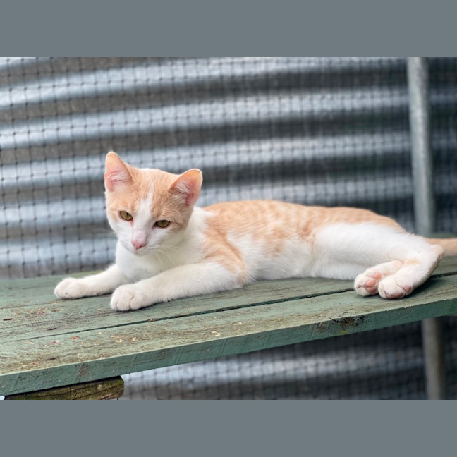 Photo of Dewey