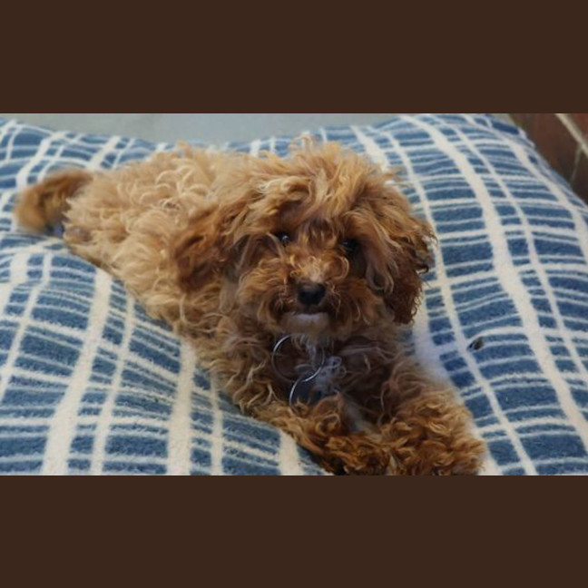 Photo of Daisy