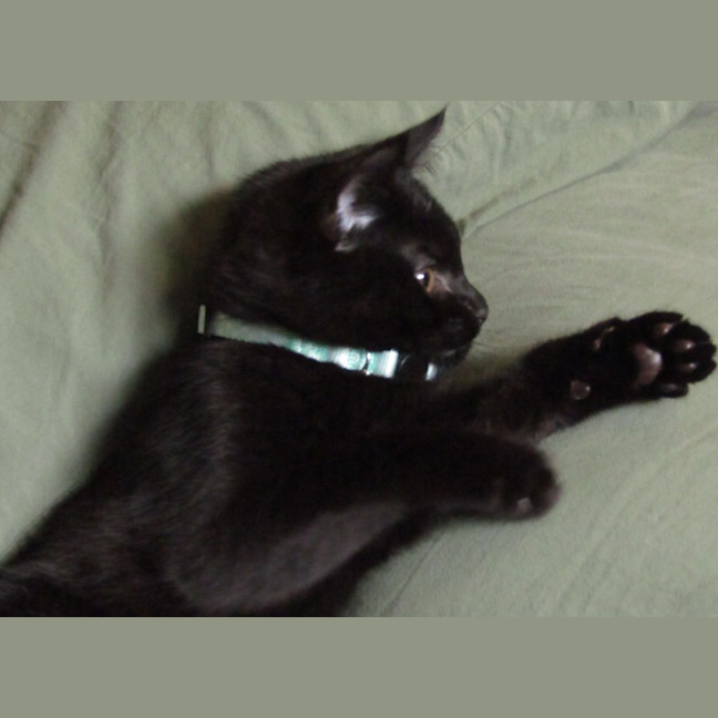 Photo of Truffle 