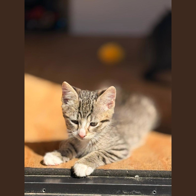 Photo of Milo
