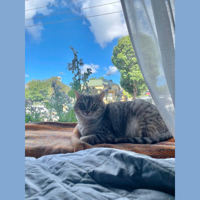 Photo of Bunyip   The Rogue Of The Rescue World! 🐾💥