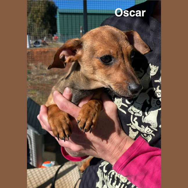 Photo of Oscar