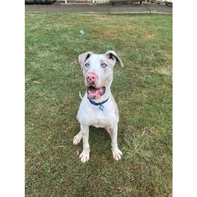 Photo of Napoleon *$250 Adoption Fee*