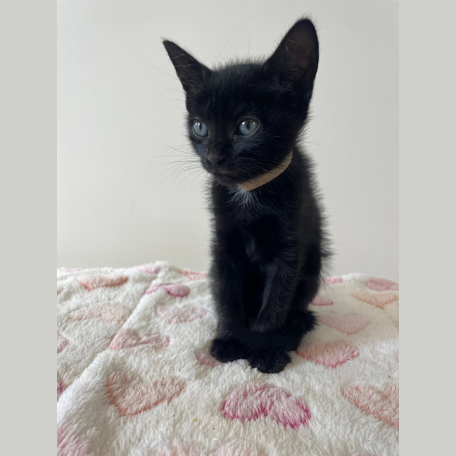 Photo of C1575 Fritz