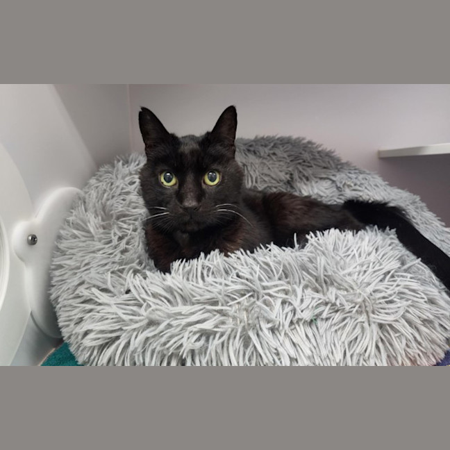 Photo of Gryffin