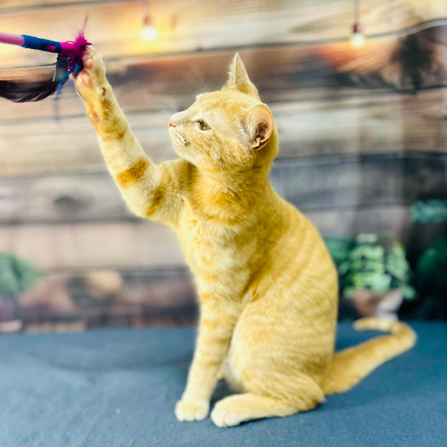 Photo of Radley   Located In Westmeadows