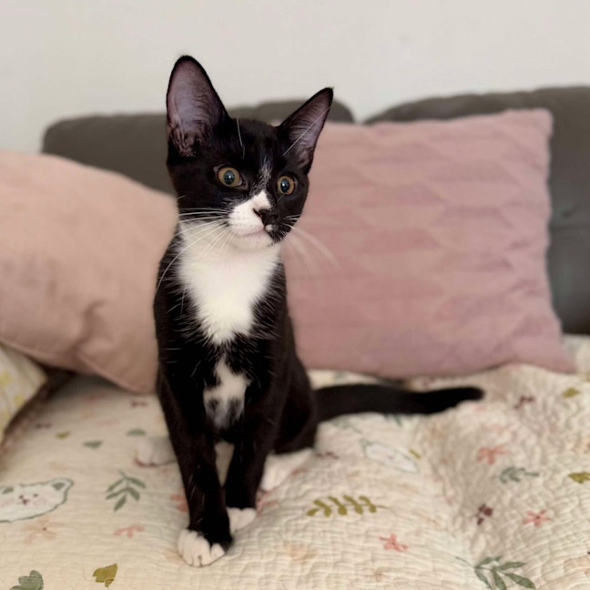 Photo of Chilli   Located In Croydon