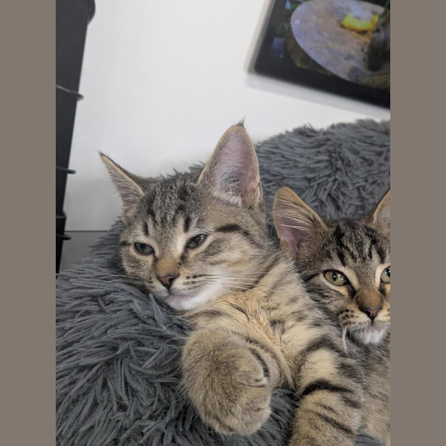 Photo of 🥜 Norton 6893 🥜