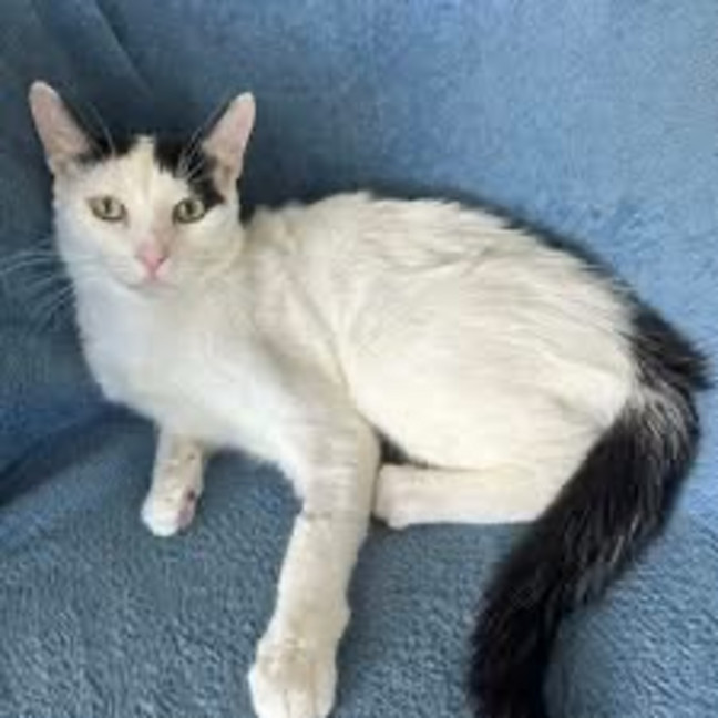 Photo of 13213   Rupert