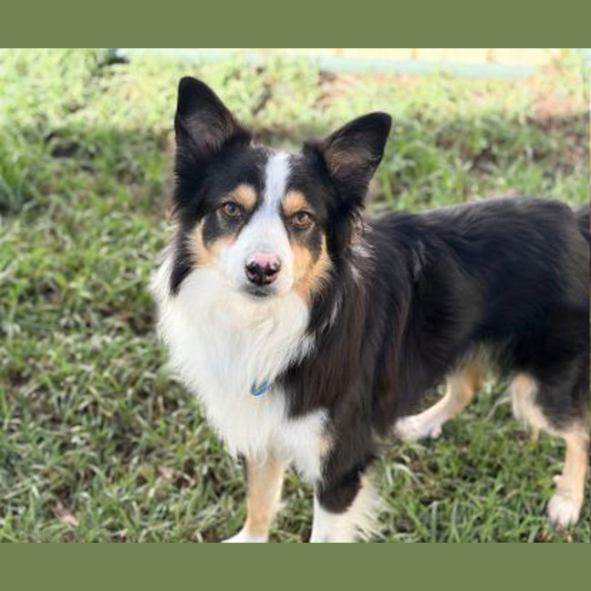 Photo of Toby