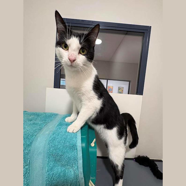 Photo of Zorro