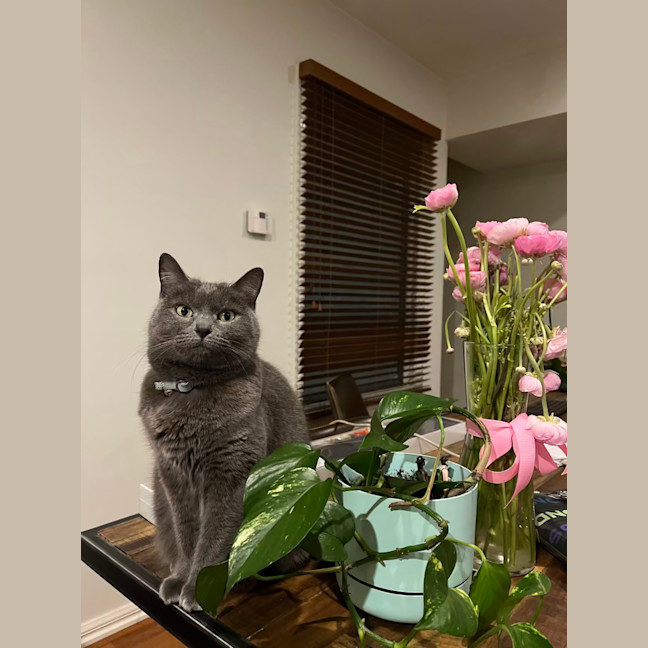 Photo of 💖 Coco 👑