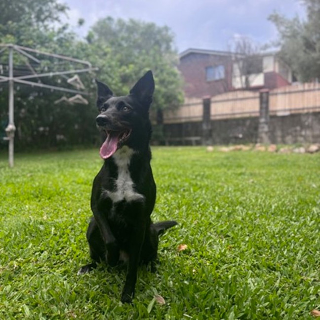 Photo of Sadie