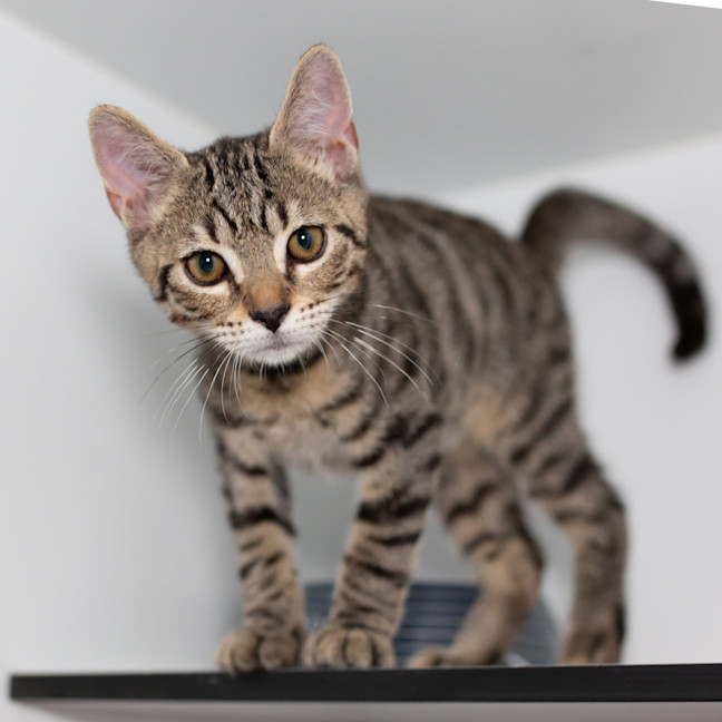 Photo of Binx