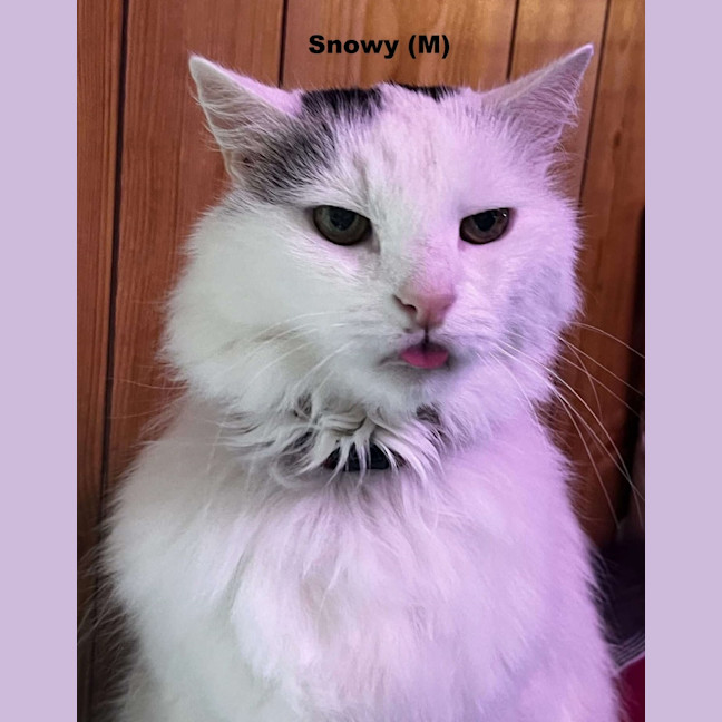 Photo of Snowy