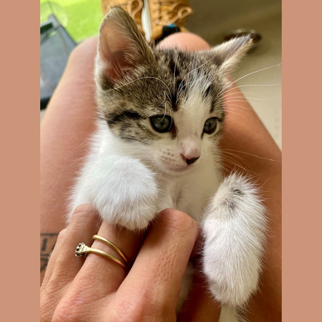 Photo of C1380 Callie