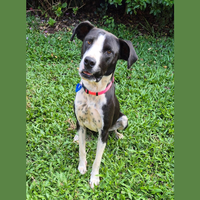 Photo of Molly *$250 Adoption Fee* 