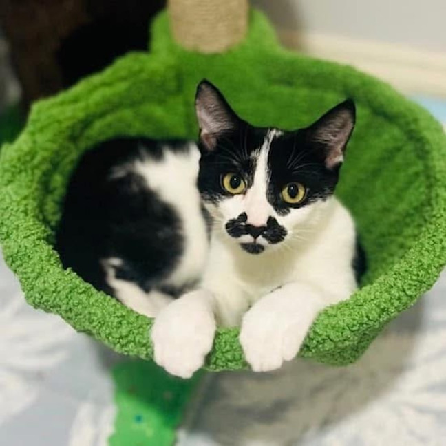 Photo of 11814   Skittles