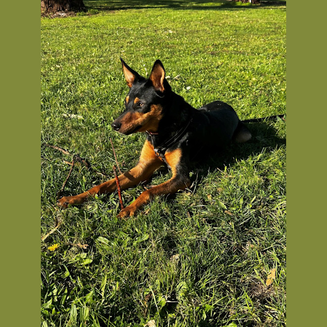 Photo of Ripper