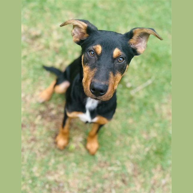 Photo of Ollie