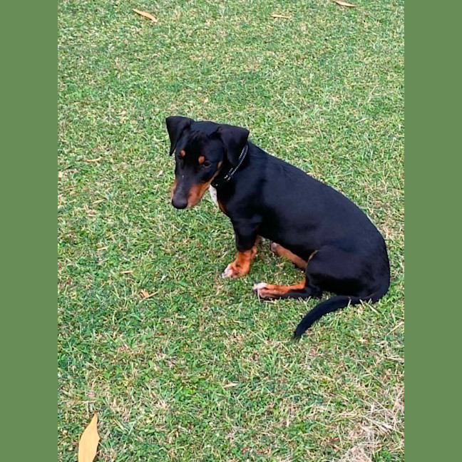 Photo of Strudel