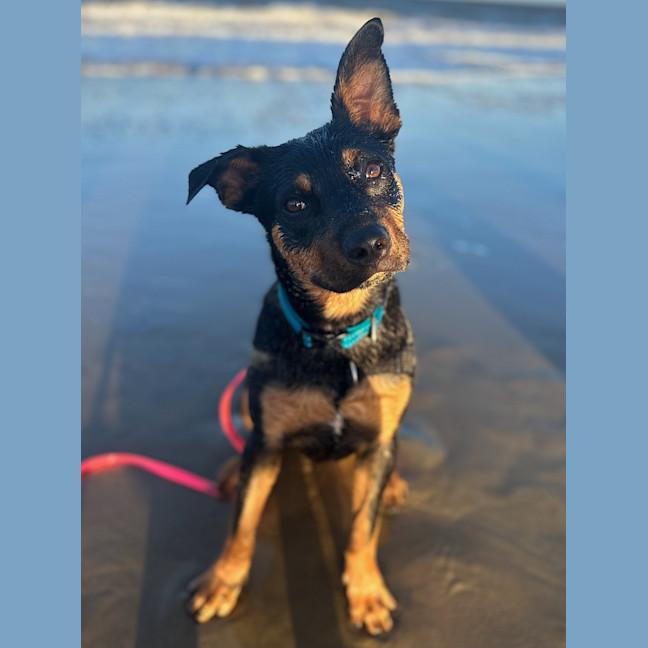 Photo of Moose (Ex Floyd)