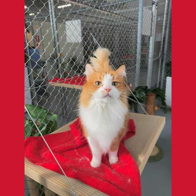Photo of Snuggles Allbright