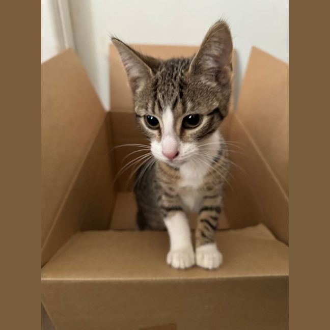 Photo of Alex   4 Month Old Domestic Short Hair