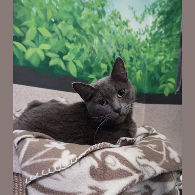 Photo of Althea