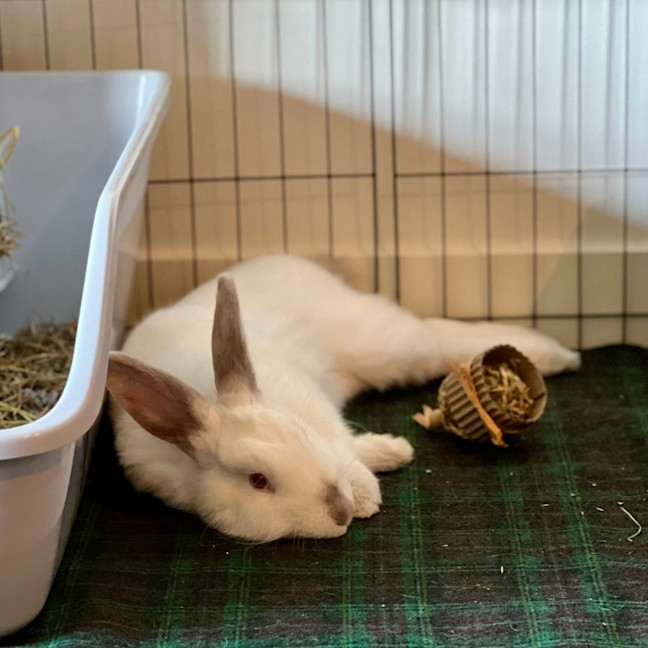 Photo of Stuart Little