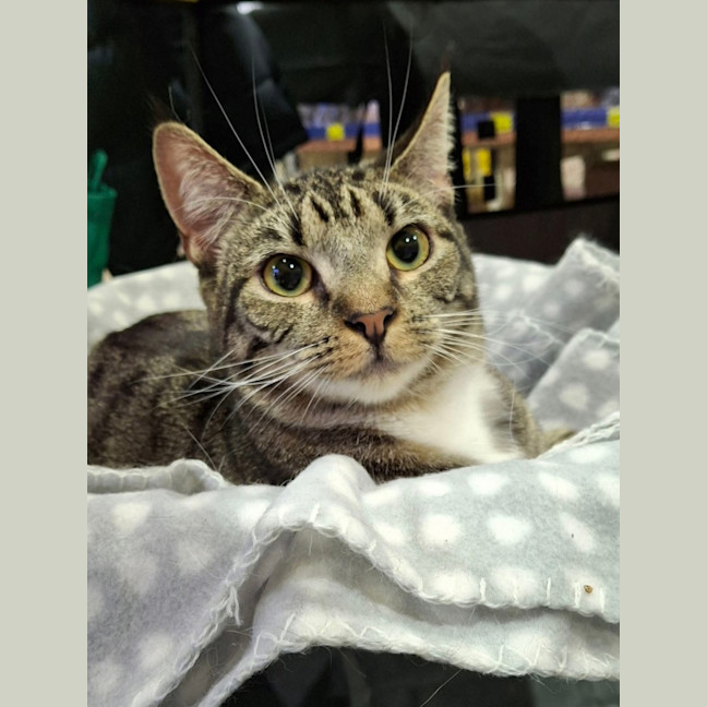 Photo of Tabitha *9 Lives Project Rescue*