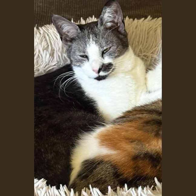 Photo of Comet *9 Lives Project Rescue*