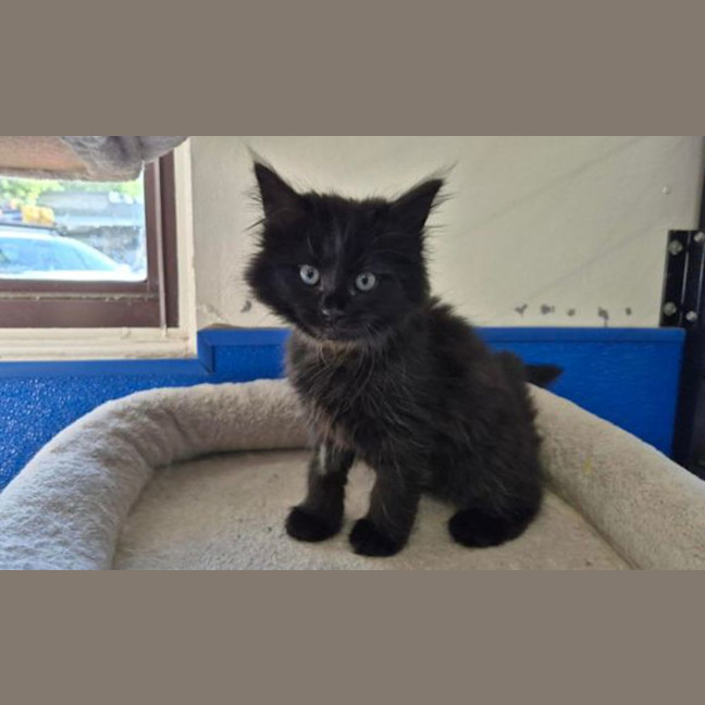 Photo of Luna